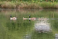 Photo Gallery Image - Lakeview, ducks on the lake