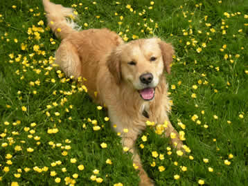 Relaxing among the buttercups