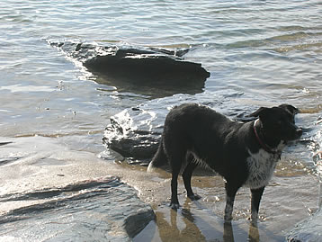Dog splashing in the sea