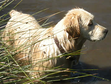 Dog enjoying the great outdoors at Polhilsa