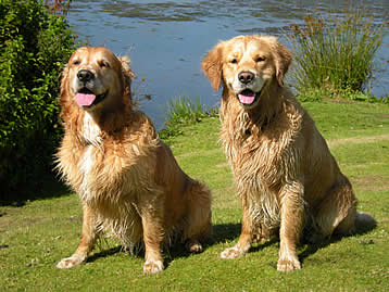 Dogs on holiday