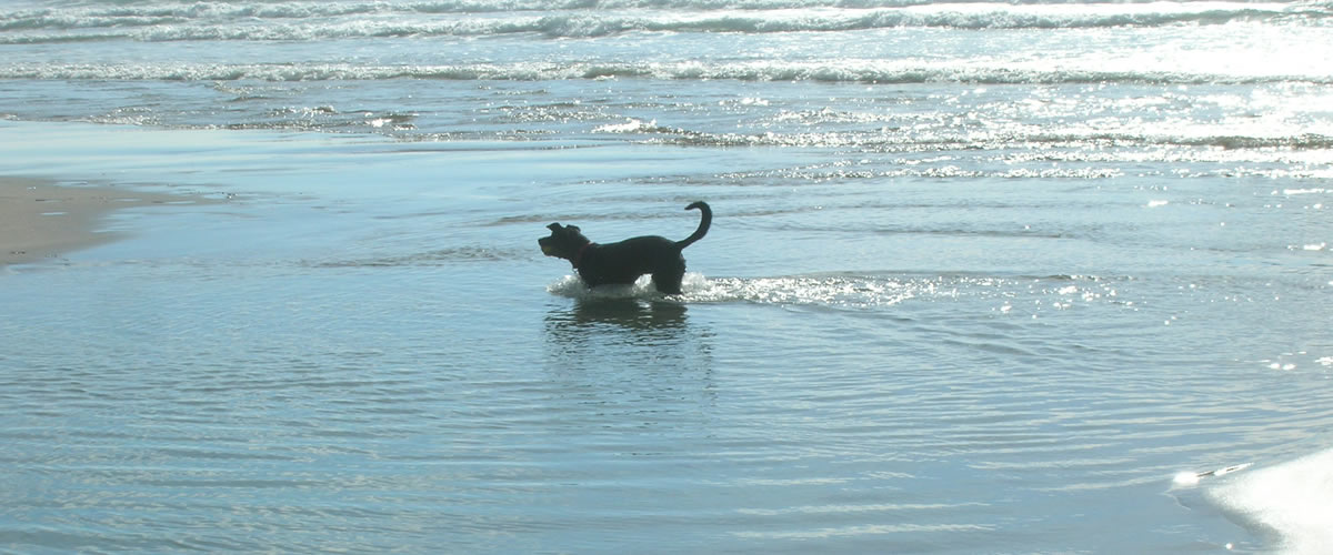 Dog paddling in the sea
